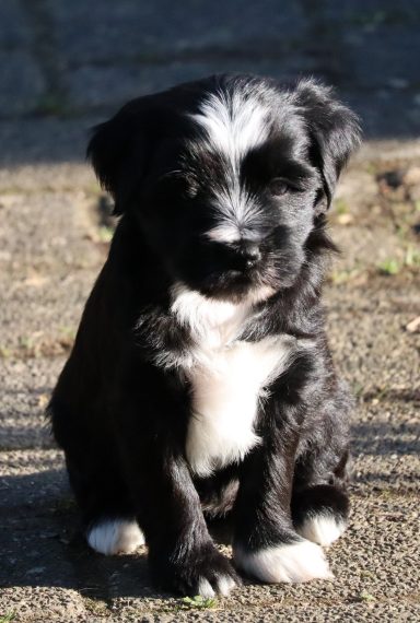 Ousanne / Ouna, fest vergeben