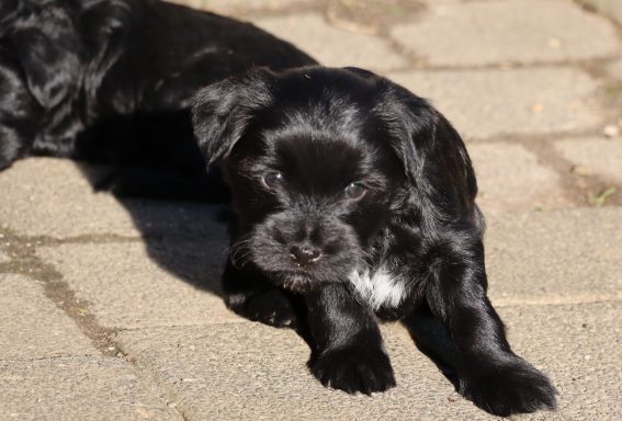 Orelie, fest vergeben