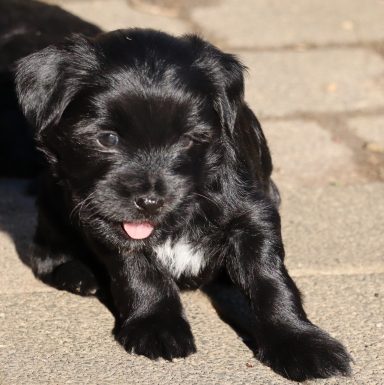 Orelie, fest vergeben