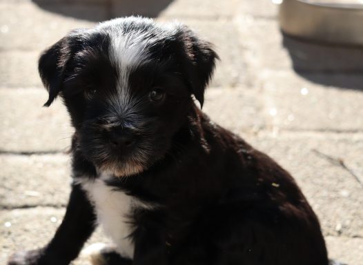 Ousanne / Ouna, fest vergeben