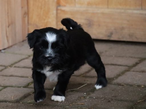 Ousanne/ Ouna, fest vergeben